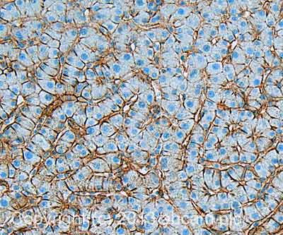 Anti-CD81 antibody [M38](AB79559)