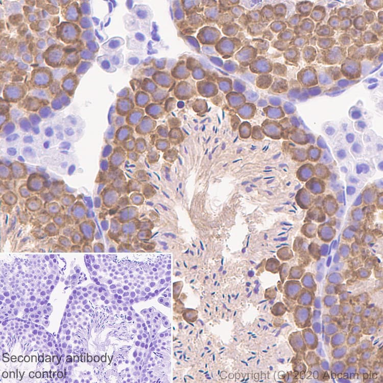 Anti-DDX4 / MVH antibody [EPR24148-58] - BSA and Azide free(AB277638)