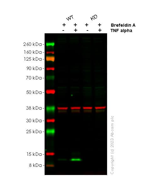 Anti-MCP1 antibody [RM1100](AB315478)