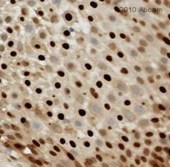 Anti-Cyclin D1 antibody [SP4](AB16663)