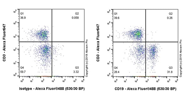 Anti-CD19 antibody [EPR23174-145](AB245235)