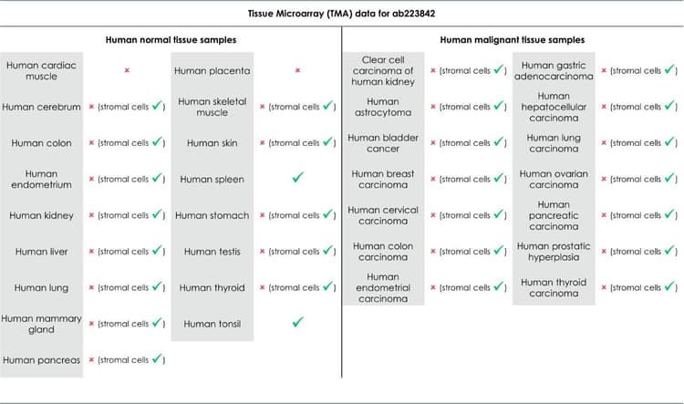 Anti-CD39 antibody [EPR20627](AB223842)