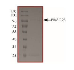 Recombinant human PIK3C2B protein (Active)(AB268865)
