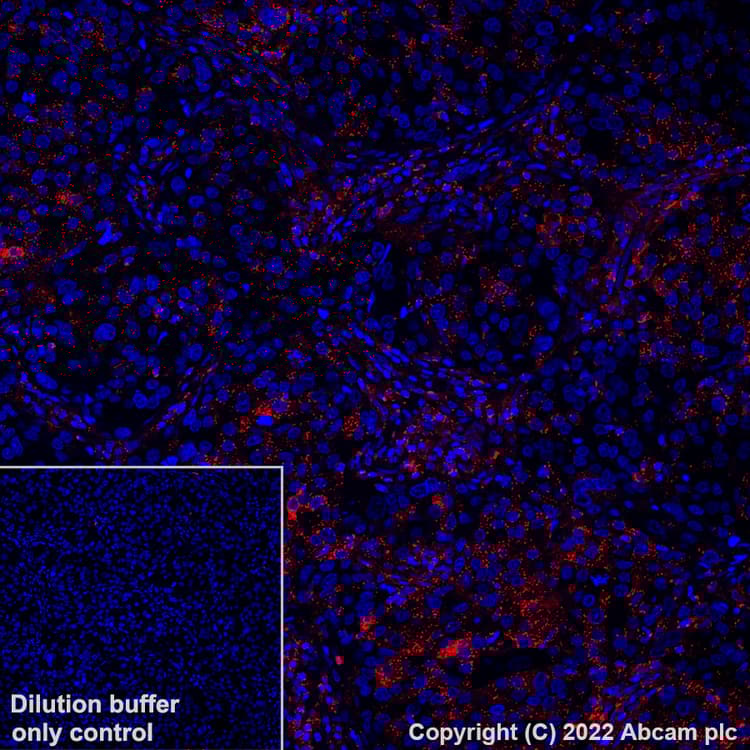 Alexa Fluor® 555 Anti-MX1 antibody [EPR24485-19](AB307342)