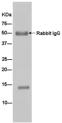 Nhp2l1 Antibody Epr11671 Ab181982  Immunoprecipitation Img19684