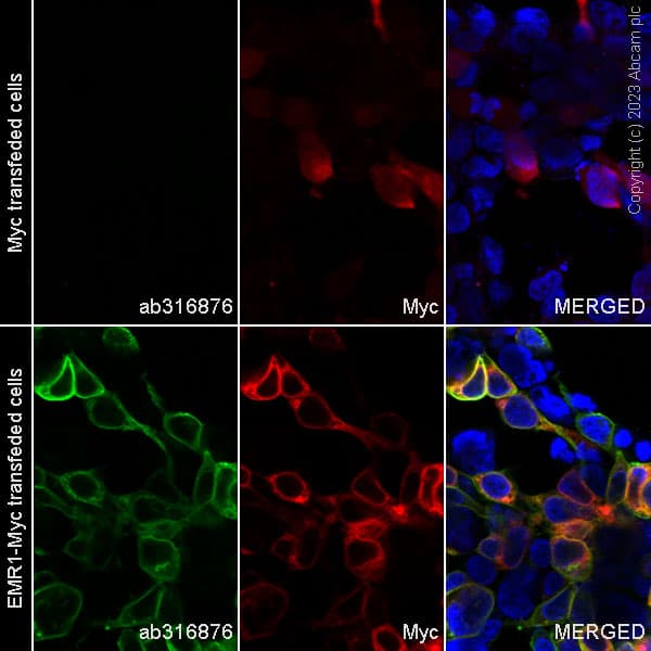 Alexa Fluor® 488 Anti-EMR1/ADGRE1 (F4/80) antibody [EPR23225-94](AB316876)