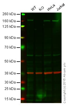 Fanca Faa Antibody Epr16519 42 Bsa And Azide Free Ab251345  Western Blot Img11779