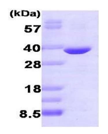 Ab275926  Sds Page Img93374