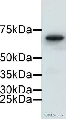 Western Blot Anti Lamin B1 Antibody Nuclear Envelope Marker Ab16048 Image01