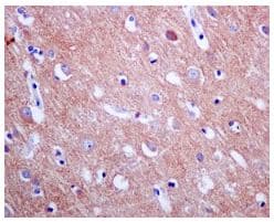 Anti-eIF3e antibody [EPR6878(2)](AB134958)