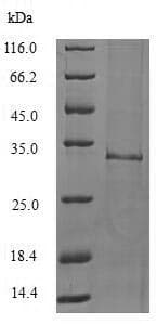 Ab239445  Sds Page Img153667