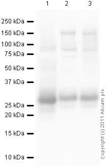 Anti-Cardiac Troponin I antibody(AB47003)