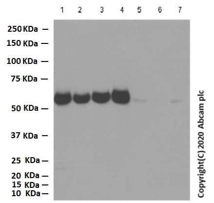 Anti-AMPK alpha 1 antibody [Y365](AB32047)