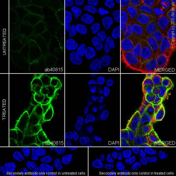 Anti-EGFR (phospho Y1068) antibody [EP774Y](AB40815)