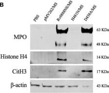 Histone H4 Antibody Mabcam 17036 Chip Grade Ab17036  Western Blot Img442262