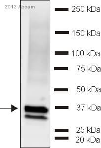 Synaptophysin Antibody Synaptic Marker Ab32594  Western Blot Img136950