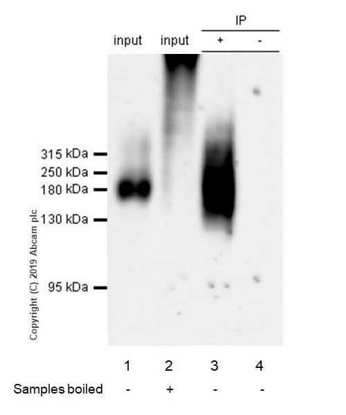Anti-MRP1 antibody [EPR22841-78](AB260038)