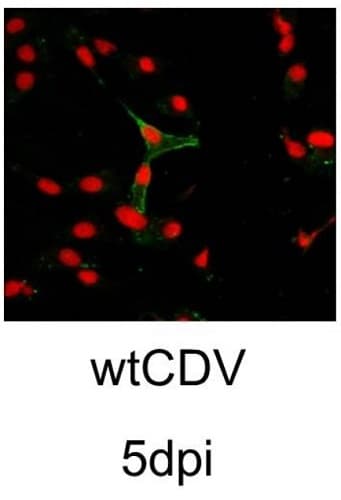 Propidium Iodide(AB14083)