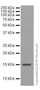 Anti-Histone H3 (tri methyl K27) antibody [EPR18607] - ChIP Grade(AB192985)