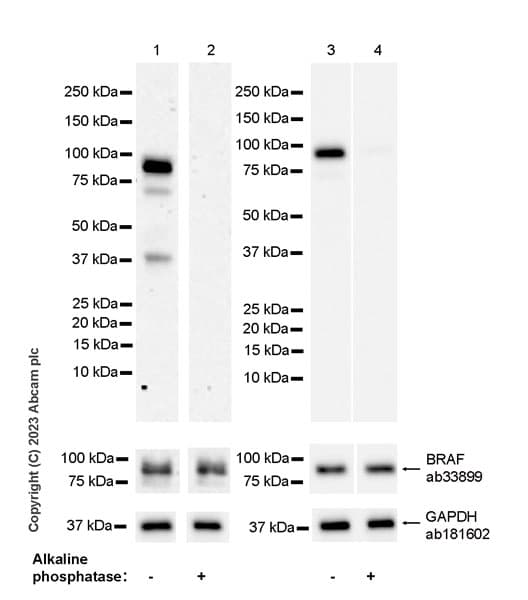 Braf Antibody Ep152y Ab33899  Western Blot Img418991