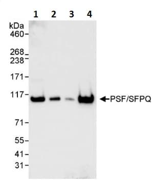 Anti-SFPQ antibody(AB264196)