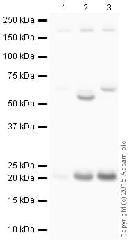 Anti-Glutathione Peroxidase 1 antibody(AB22604)