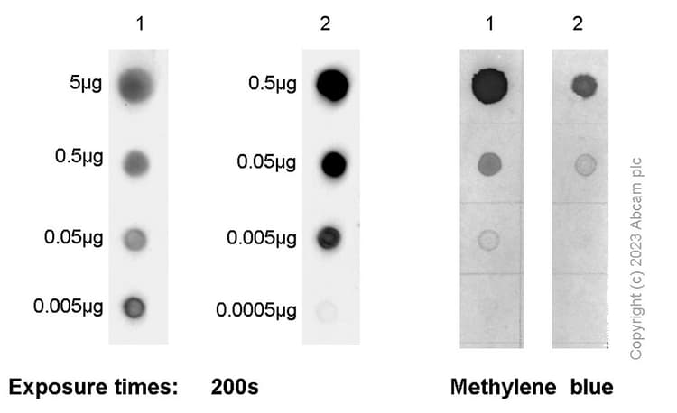Anti-N6-methyladenosine (m6A) antibody [EPXVJ-1-2](AB314476)