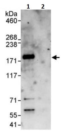 Anti-FANCD2 antibody(AB245347)
