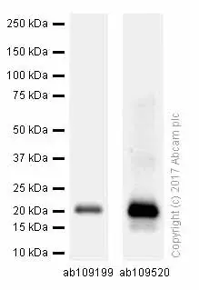 Anti-p21 antibody [EPR3993](AB109199)