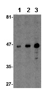 Mica Antibody Ab62540  Western Blot Img71178
