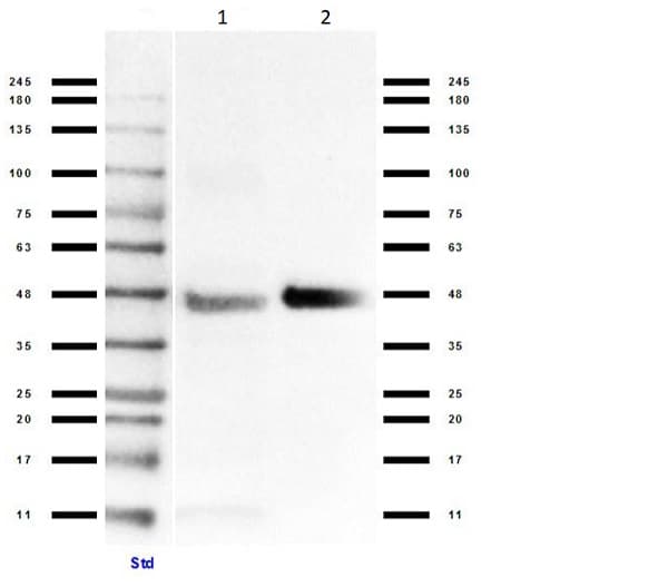 Anti-Connexin 43 / GJA1 antibody(AB235282)