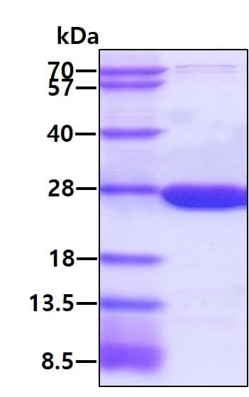 Recombinant human Dihydrofolate reductase (DHFR) protein(AB87755)