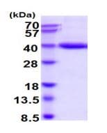 Recombinant Human Pepsinogen II/PGC protein (His tag)(AB219243)