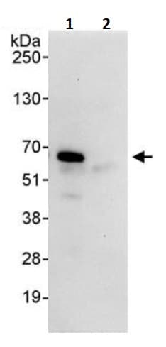Cryptochrome I Cry1 Antibody Ab245564  Immunoprecipitation Img69822