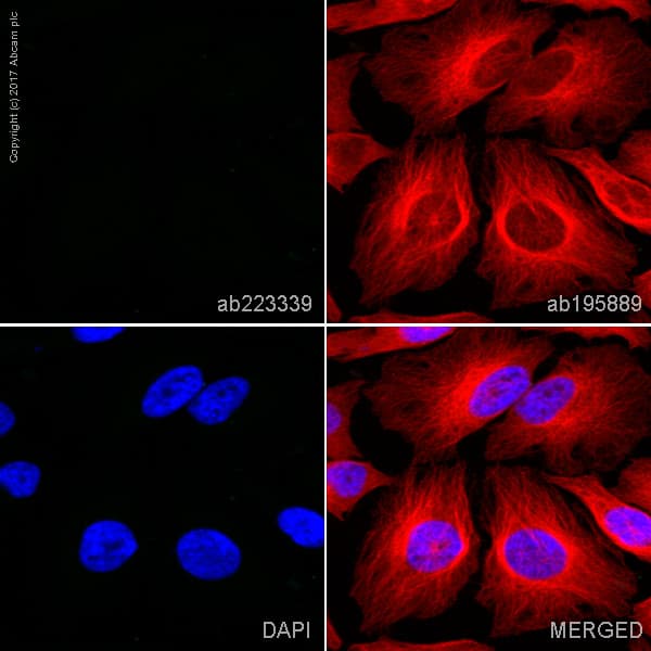 FITC Rabbit IgG, monoclonal [EPR25A] - Isotype Control(AB223339)