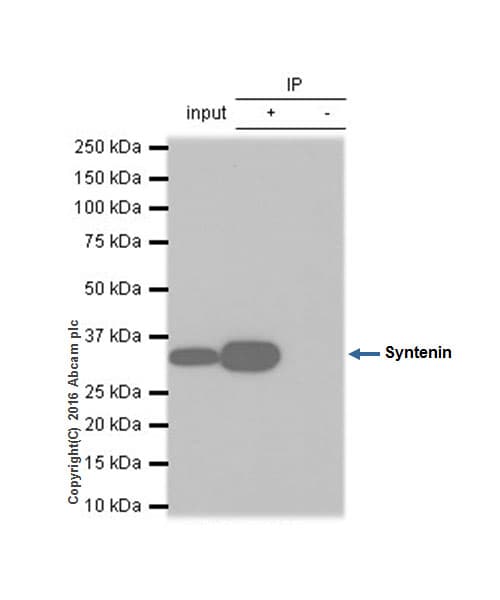 Anti-Syntenin antibody [EPR8102](AB133267)