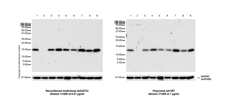 Anti-MIF antibody(AB7207)