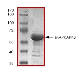 Ab45155  Sds Page Img36110