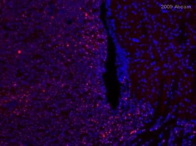 Anti-Myc tag antibody(AB9106)