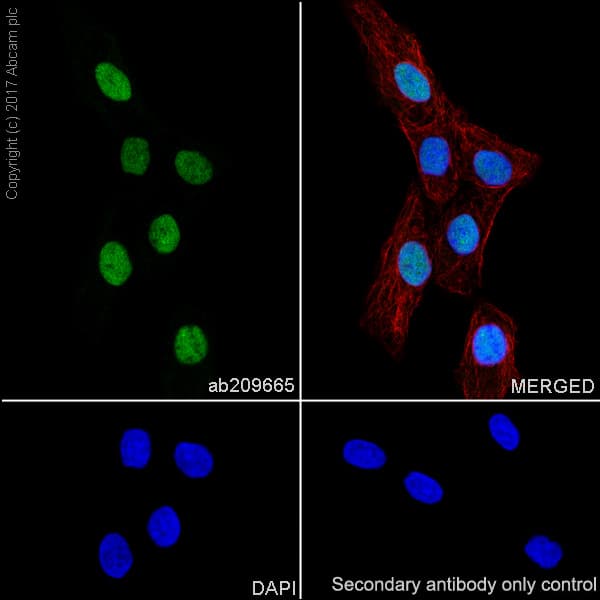 Anti-Brachyury / Bry antibody [EPR18113](AB209665)