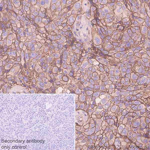Anti-Poliovirus Receptor/PVR antibody [EPR23074-270] - BSA and Azide free(AB267398)