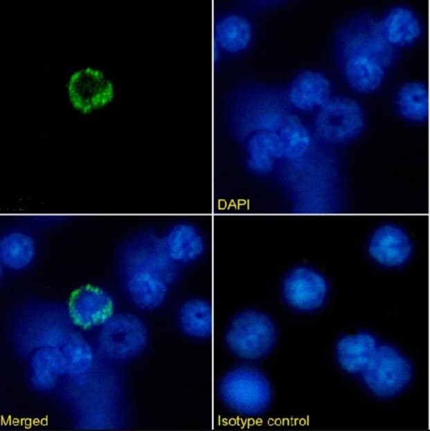 Anti-MHC class I antibody [R1-21.2](AB281904)