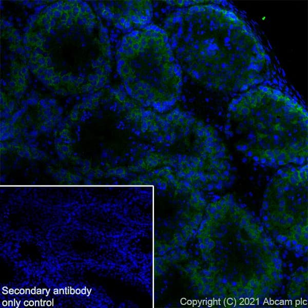 Ythdc2 Antibody Epr21820 49 Bsa And Azide Free Ab259277  Immunohistochemistry Frozen Sections Img165981