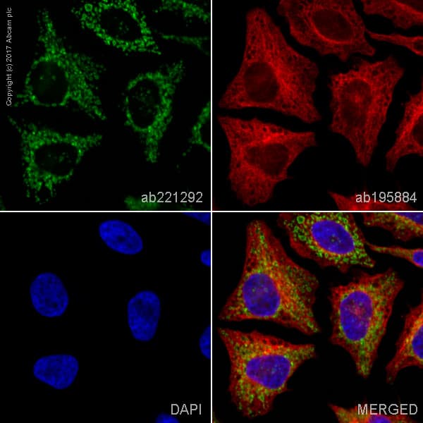 Alexa Fluor® 555 Anti-TOMM20 antibody [EPR15581-54] - Mitochondrial Marker(AB221292)