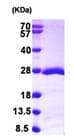 Recombinant Human RAP1B protein(AB103049)