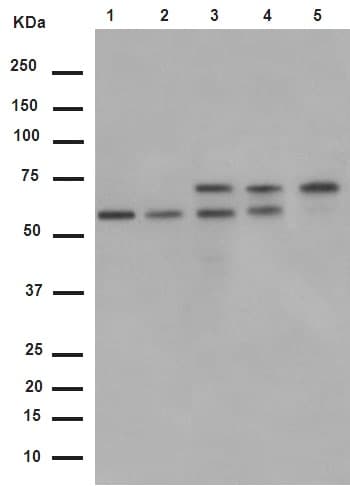 Anti-PPP2R5D antibody [EPR15617-50] - BSA and Azide free(AB250953)