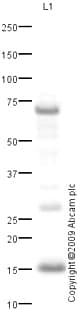 Anti-TOMM20 antibody - Mitochondrial Marker(ab78547)