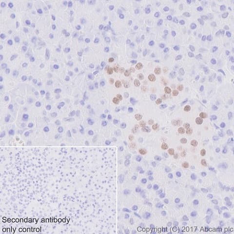 Anti-nkx6.1 antibody [EPR20405] - BSA and Azide free(AB240398)