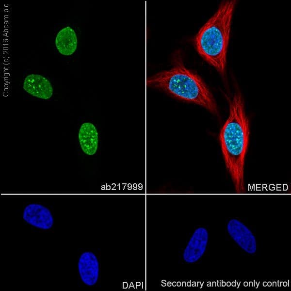 Anti-HP1 gamma/CBX3 antibody [EPR19802] - BSA and Azide free(AB223535)