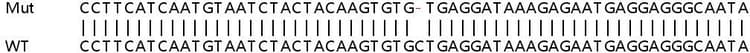Sanger%20sequencing%20 %20human%20soat1%20(Acat1)%20knockout%20hela%20cell%20line%20(Ab264862)  Sanger Sequencing Img411374